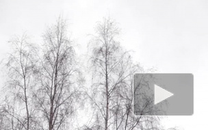 Вечером в Петербург придет опасный для горожан ветер