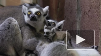 В Ленинградском зоопарке у самки кошачьего лемура родились два детёныша