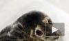 Состояние тюлененка, которого подобрали в Кронштадтском парке у форта Шанц, крайне тяжелое