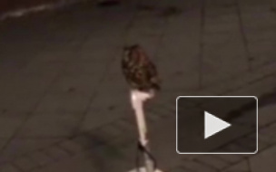 Видео: В Москве сова лихо управляет сигвеем 
