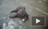 Зоозащитники зафиксировали массовое убийство собак в Токсово