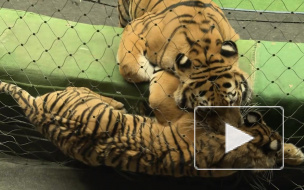 В День тигра Эдгар Запашный боится стать лакомством для хищников