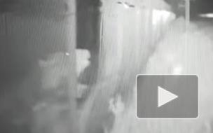 Видео: В Петропавловске-Камчатском медведь проломил забор аэропорта