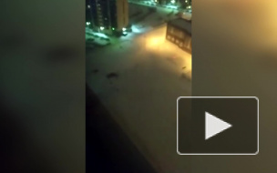 Петербуржцы прыгнули с парашютом в Девяткино