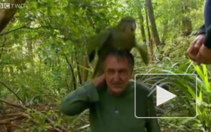 Любовь зла: Совиный попугай попытался спариться с человеком