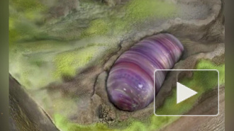 Ранний предок современных животных был найден в Австралии