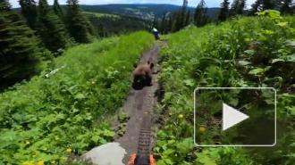Встреча велосипедистов с медведем в горах попала на видео