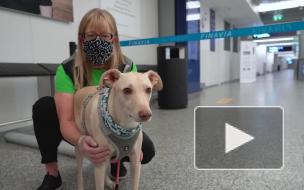 В аэропорту Хельсинки начали проверять на COVID-19 с помощью собак