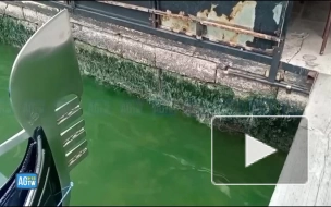 Вода Большого канала в Венеции окрасилась в ярко-зеленый цвет