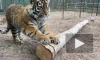 В Ленинградском Доме тигра выхаживают тигренка из Мариуполя