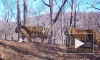 Семейство с пятью амурскими тигрятами впервые в мире попало на видео