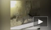 Краснокнижный леопард попался на видео в Чечне