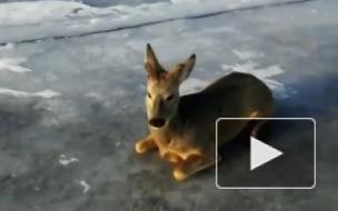 Косулю спасли со льда Байкала