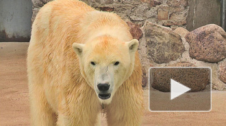 В Зоопарке рисковали жизнью, определяя пол медвежонка