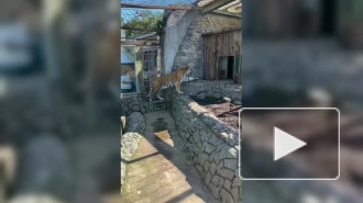 Ленинградский зоопарк показал, как тигр Амадей проводит утро