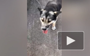 Житель Башкирии привязал собаку к бамперу и волок ее по дороге