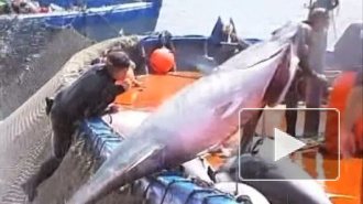 Голубой тунец под угрозой уничтожения