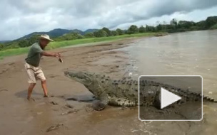 По курорту Паттайя в Тайланде разгуливают тысячи крокодилов