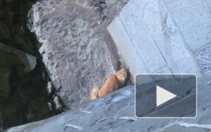 Петербуржцы спасли большого рыжего кота с островка на Обводном канале