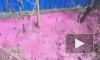 Жители Ставрополья сняли на видео ярко-розовый ручей