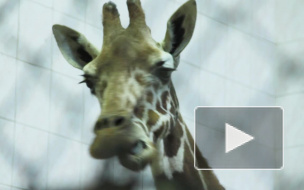 Самка жирафа Луга отпраздновала 33-летний день рождения двойной порцией фруктов