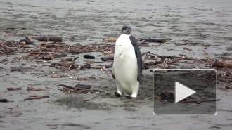 Пингвин-путешественник отправляется домой в Антарктиду на научно-исследовательском судне