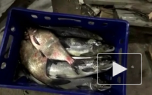 Сотрудник Росрыболовства поймал атлантического лосося и уголовное дело 