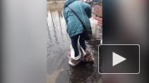 Опубликовано видео с подтопления после дождей в Тосно