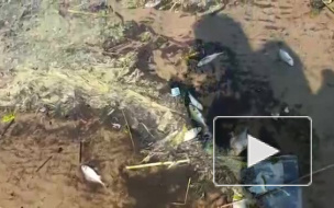 На берег Финского залива выбросило дохлую рыбу: видео