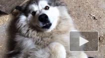 "Звезда сторис": в петербургском приюте для животных живет роскошный маламут 
