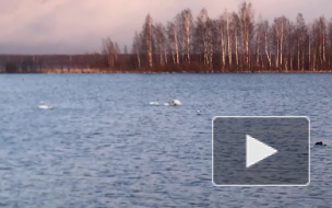 Видео: на озеро Разлив прилетели лебеди