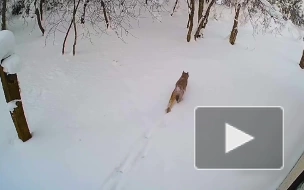 В Ленобласти на видео попала рысь с тремя котятами