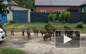 Стая дружелюбных кабанов напугала жителей поселка Мирный в Казани