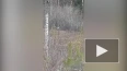 Поющих журавлей сняли на видео в лесу Ленобласти
