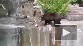 Пьяный мужчина напал на медведя в зоопарке и попал на видео
