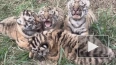 В сафари-парке "Тайган" амурская тигрица родила четырех ...