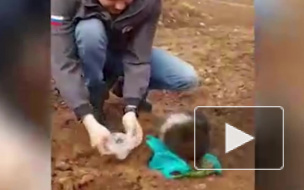 Жутко страшный и жутко злой: На Сахалине маленький медвежонок отобрал еду у рабочих