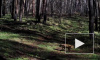 Любопытное видео из Воронежа: лесные животные попали в объективы фотоловушек