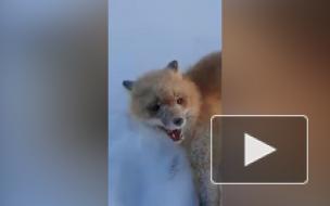 В Якутии вновь ищут живодеров из-за нового жестокого видео с лисой