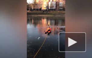 Волонтеры спасли вмерзшую в лед Графского пруда утку