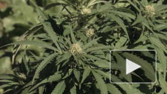 В России начаты исследования по использованию марихуаны в лечебных целях