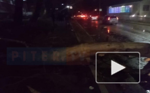 МЧС: из-за шторма в Петербурге спасателей привлекли 99 раз 