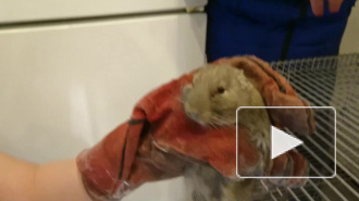 В Петербурге из вентиляционной шахты спасли чилийскую белку Эдюшу