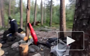 Туристы под Мурманском прогнали медведя песнями 