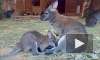 В Ленинградском зоопарке малыш кенгуру Беннетта начал выходить из материнской сумки