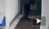 В Петербурге появился похититель новогодних елочек – видео