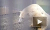 Медведь из Московского зоопарка искупался в реабилитационном бассейне
