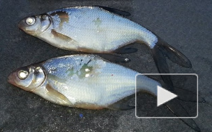 Новости с водоемов: рыбаки предпочитают Ладогу