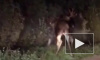  В Подмосковье два лося сошлись в отчаянном поединке и попали на видео