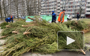 В Петербурге можно сдать на переработку новогодние ели в помощь диким животным